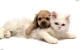Sterilisering af katte og hunde